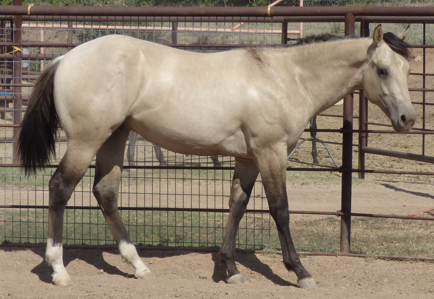 Arizona Roan Horses